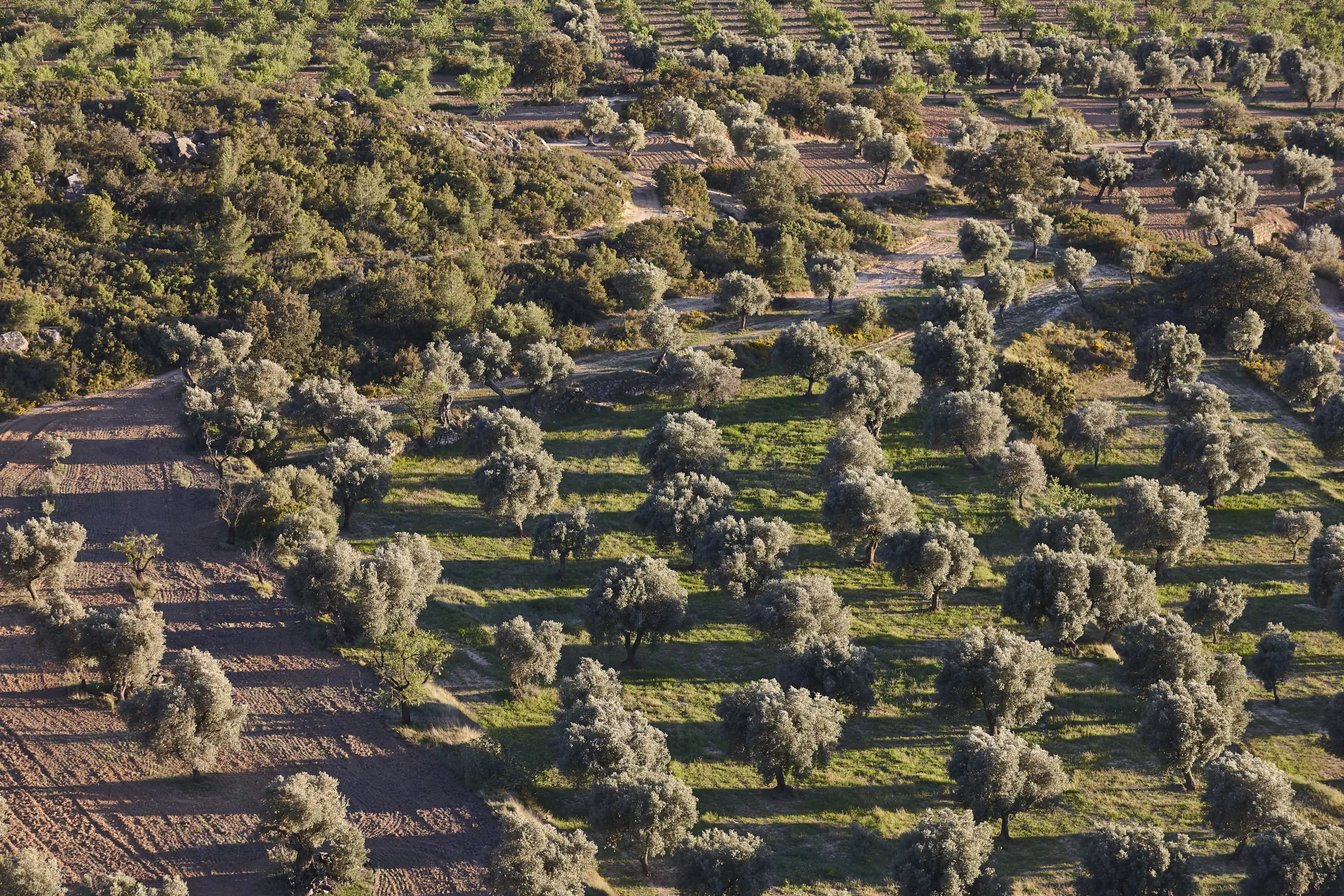 Aerial view of an olive grove