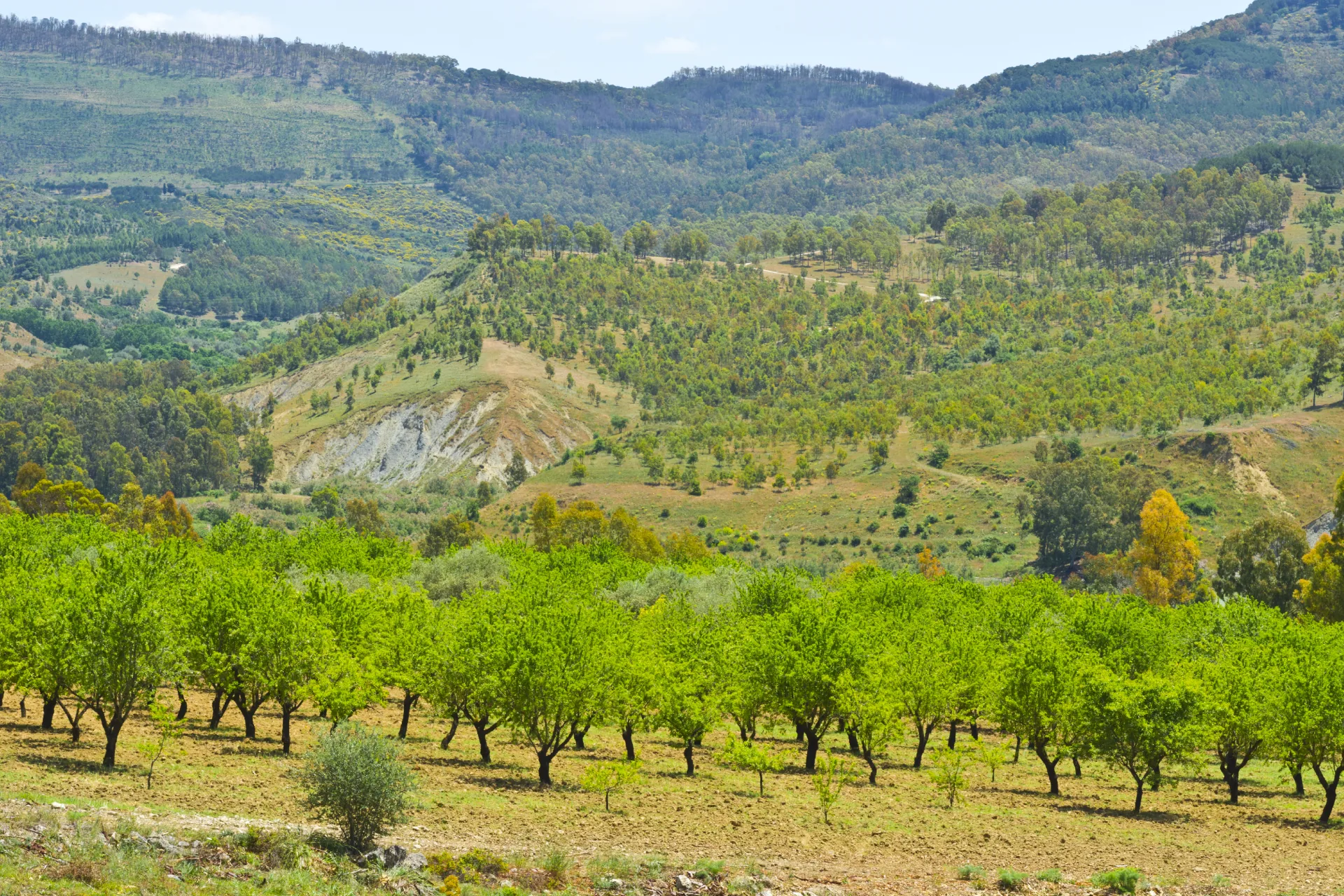 Hillside olive grove landscape