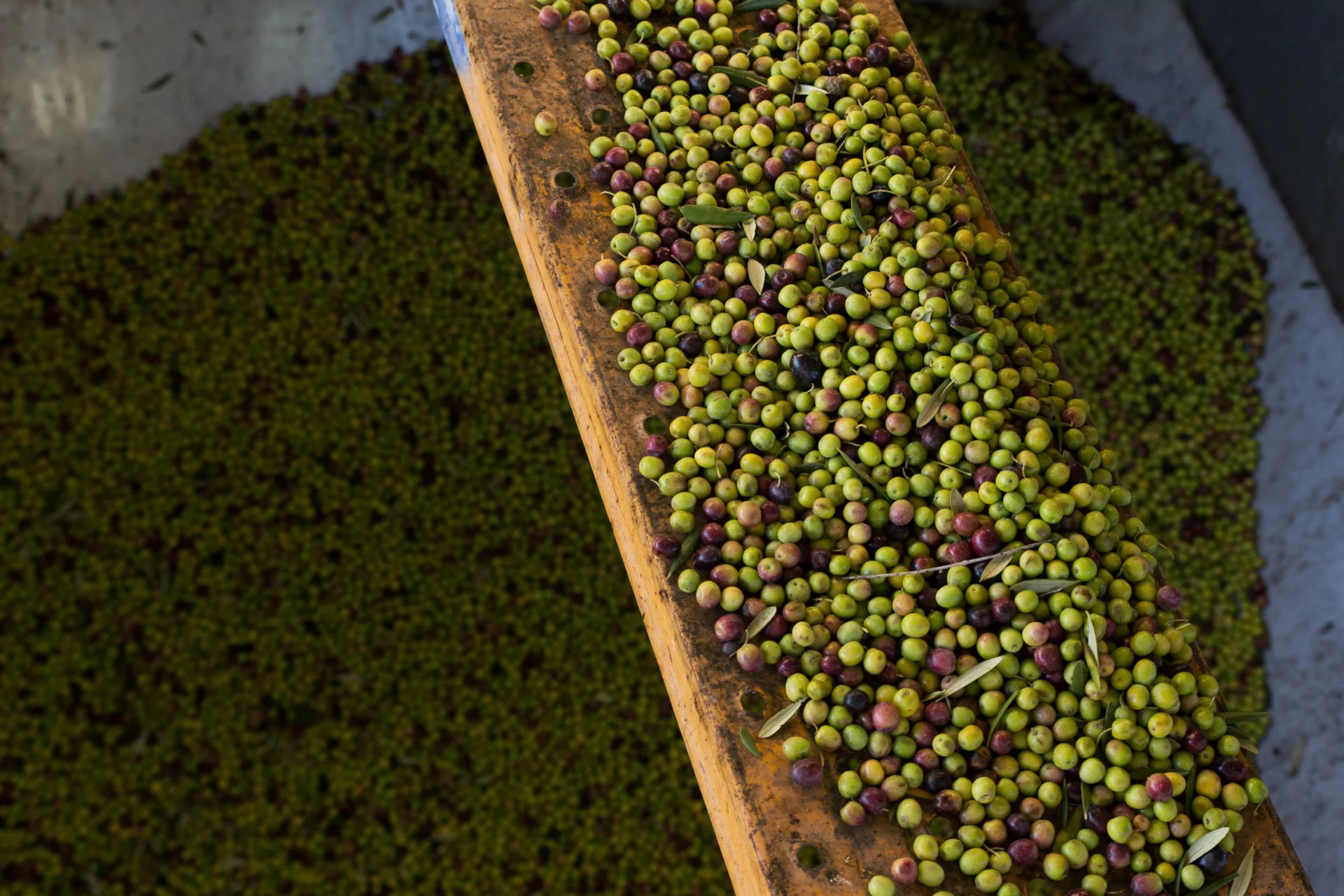 Olives on a conveyor after harvest