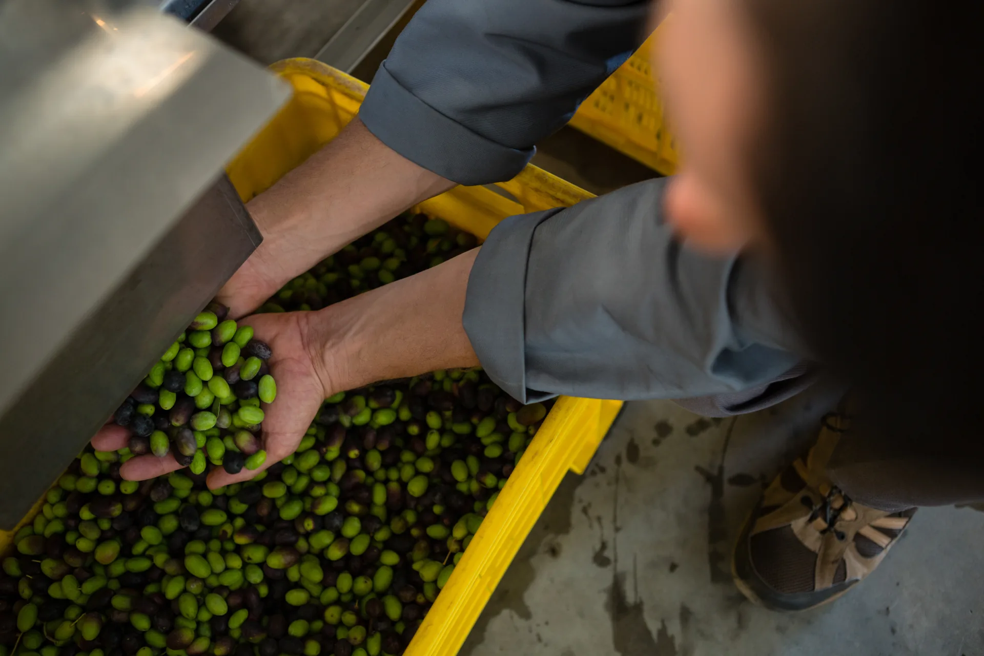 Handful of olives during production