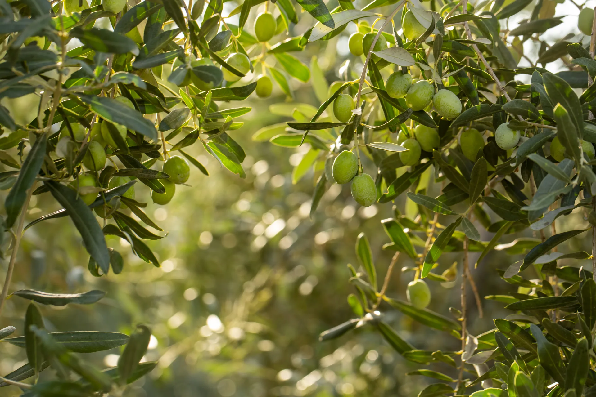 Green olives on the tree