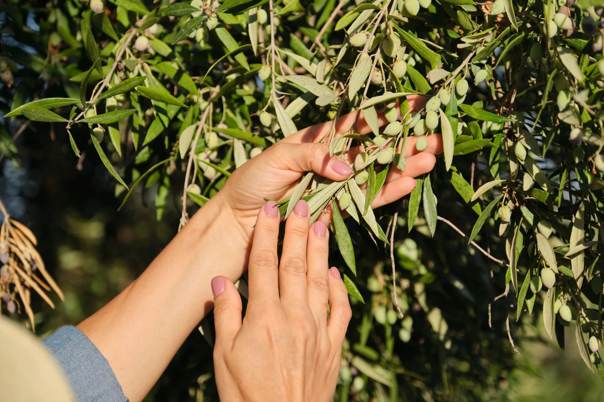 Hands picking olives from the tree
