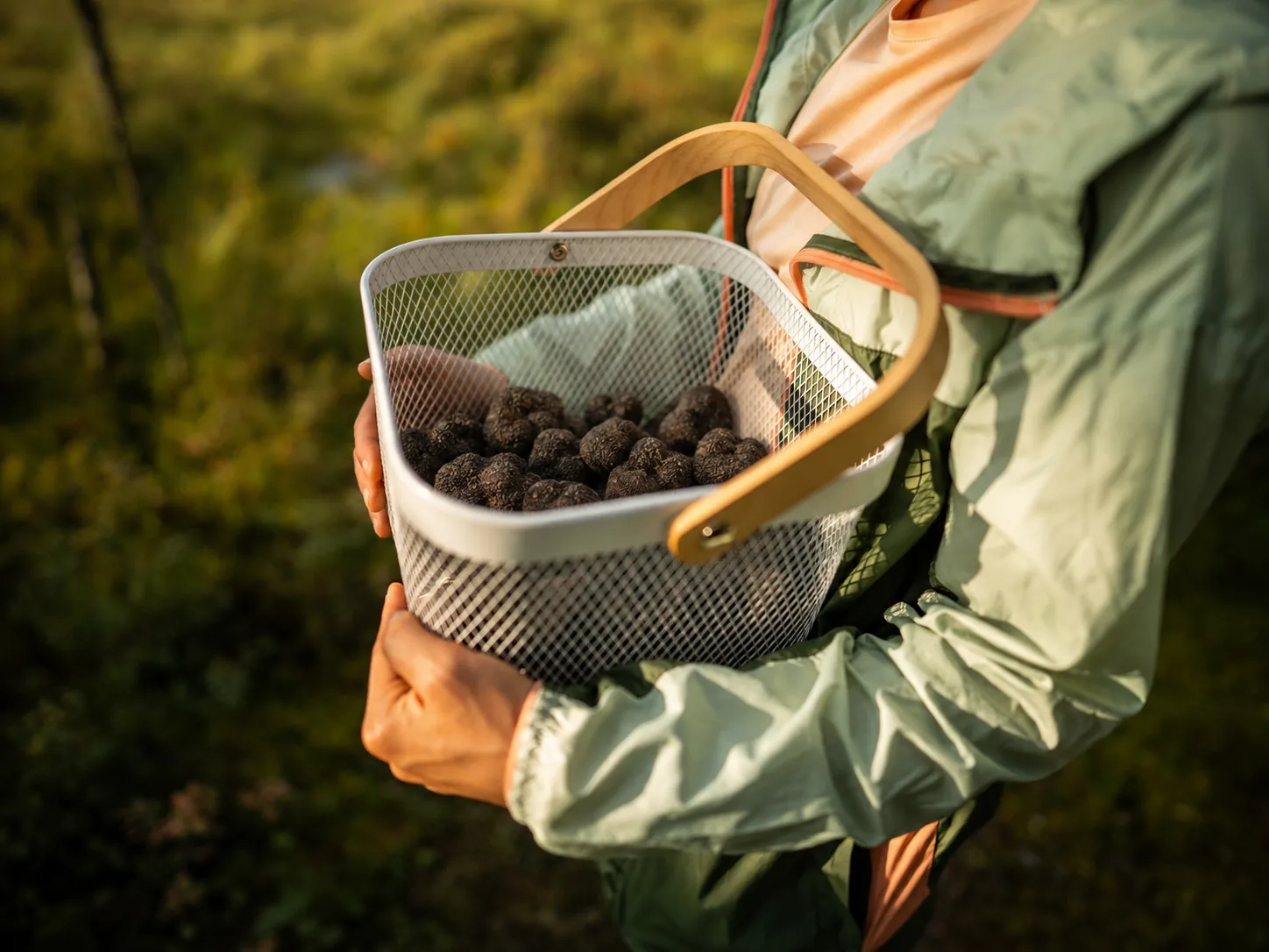 Basket of freshly harvested truffles