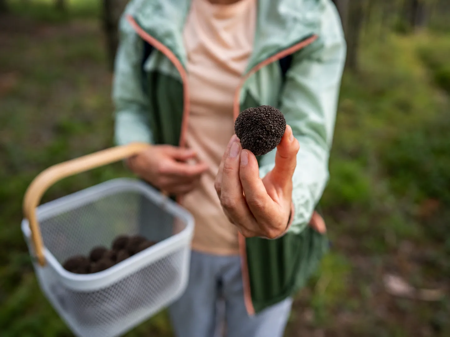 Hand holding freshly harvested truffles